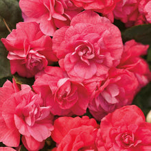 Load image into Gallery viewer, Double Impatiens
