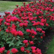 Load image into Gallery viewer, Rose - Knock Out®

