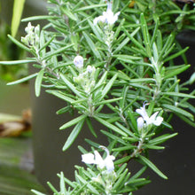 Load image into Gallery viewer, Fall Herb- Creeping Rosemary
