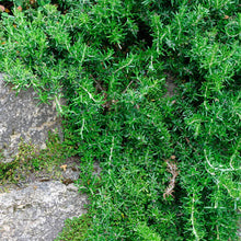 Load image into Gallery viewer, Fall Herb- Creeping Rosemary
