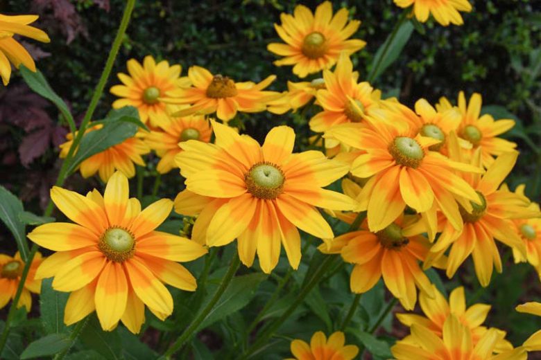 Annual Rudbeckia 'Prairie Sun'