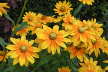 Load image into Gallery viewer, Annual Rudbeckia &#39;Prairie Sun&#39;

