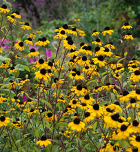 Load image into Gallery viewer, Rudbeckia triloba (Brown Eyed Susan)
