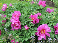 Load image into Gallery viewer, Peony &#39;Itoh First Arrival&#39;
