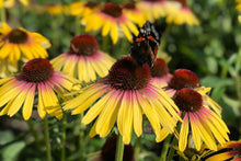 Load image into Gallery viewer, Echinacea &#39;Yellow Rainbow Marcella&#39;
