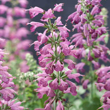 Load image into Gallery viewer, Annual Salvia

