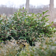Load image into Gallery viewer, Sarcococca &#39;Sween N Low&#39; (Sweetbox)
