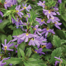 Load image into Gallery viewer, Scaevola
