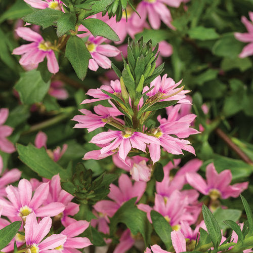 Scaevola