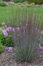 Load image into Gallery viewer, Schizachyrium &#39;Blue Paradise&#39;
