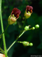 Load image into Gallery viewer, Scrophularia marilandica (Figwort)
