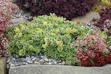 Load image into Gallery viewer, Sedum 'Lime Twister'
