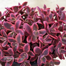 Load image into Gallery viewer, Sedum &#39;Wildfire&#39;
