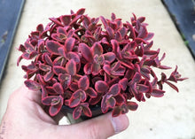 Load image into Gallery viewer, Sedum &#39;Wildfire&#39;
