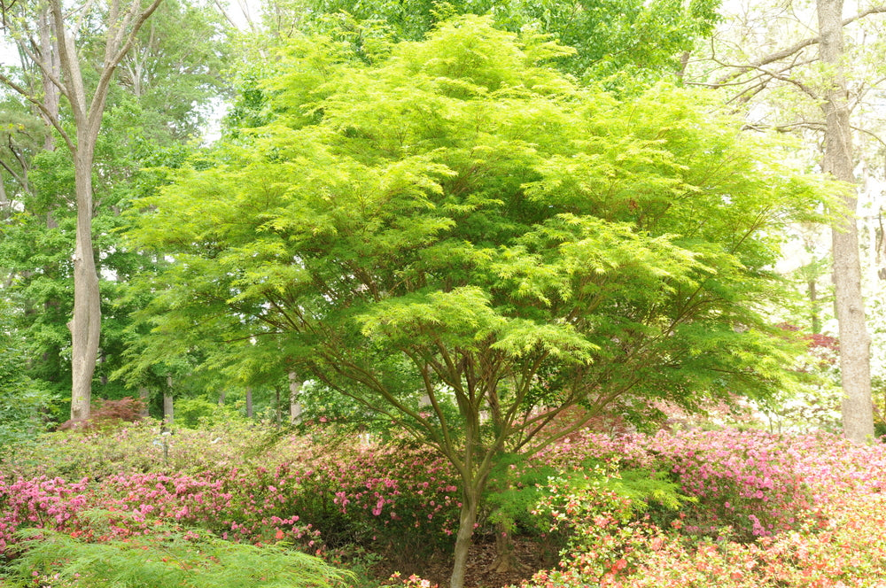 Japanese Maple 'Seiryu'