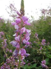 Load image into Gallery viewer, Desmodium canadense (Showy Tick Trefoil)
