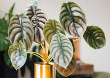 Load image into Gallery viewer, Alocasia &#39;Red Secret&#39;
