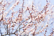 Load image into Gallery viewer, Plum Tree 'Stanley Prune'
