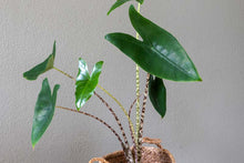 Load image into Gallery viewer, Alocasia &#39;Zebrina&#39;
