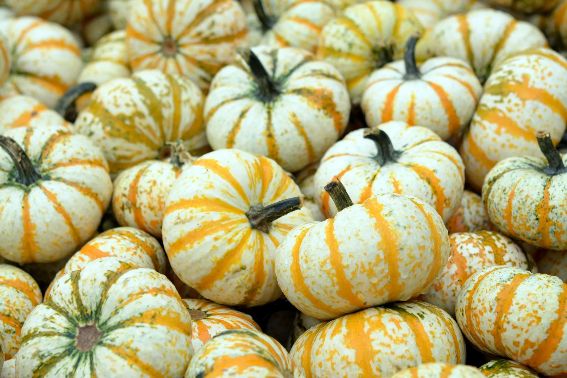 Orange Peel Pumpkins- Set of 5