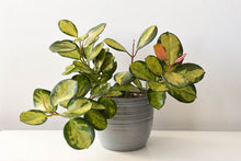 Load image into Gallery viewer, Hoya australis
