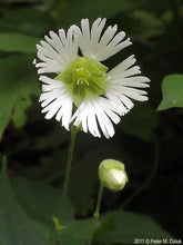 Load image into Gallery viewer, Silene stellata (Starry Campion)
