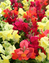 Load image into Gallery viewer, Snapdragons
