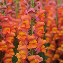 Load image into Gallery viewer, Snapdragons
