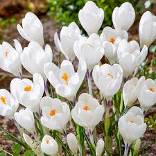 Crocus ‘Snow Whaleshark’