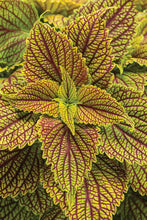 Load image into Gallery viewer, Coleus 'Colorblaze Golden Dreams'
