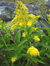 Load image into Gallery viewer, Solidago sempervirens (Seaside Goldenrod)
