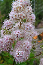 Load image into Gallery viewer, Spirea latifolia (Meadowsweet)
