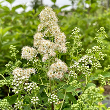 Load image into Gallery viewer, Spirea latifolia (Meadowsweet)
