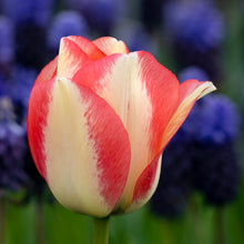 Load image into Gallery viewer, Tulip &#39;Spryng Sunrise&#39;
