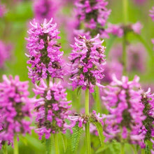 Load image into Gallery viewer, Stachys 'Summer Romance'
