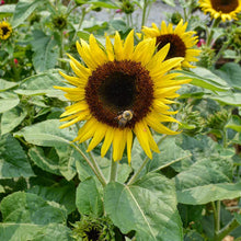 Load image into Gallery viewer, Sunflower 'Sunbuzz'
