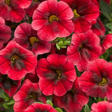 Load image into Gallery viewer, Calibrachoa SUPERBELLS®
