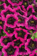 Load image into Gallery viewer, Calibrachoa SUPERBELLS®
