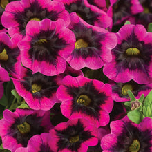 Load image into Gallery viewer, Calibrachoa SUPERBELLS®
