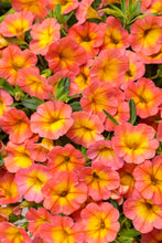 Load image into Gallery viewer, Calibrachoa SUPERBELLS®
