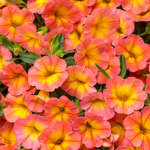 Load image into Gallery viewer, Calibrachoa SUPERBELLS®
