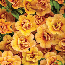 Load image into Gallery viewer, Calibrachoa SUPERBELLS®
