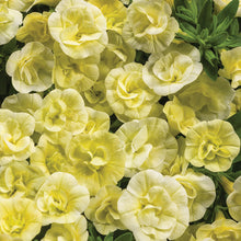 Load image into Gallery viewer, Calibrachoa SUPERBELLS®
