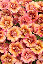 Load image into Gallery viewer, Calibrachoa SUPERBELLS®
