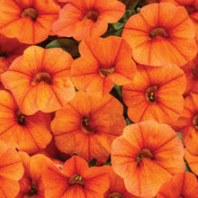Load image into Gallery viewer, Calibrachoa SUPERBELLS®
