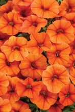 Load image into Gallery viewer, Calibrachoa SUPERBELLS®
