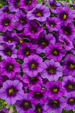 Load image into Gallery viewer, Calibrachoa SUPERBELLS®
