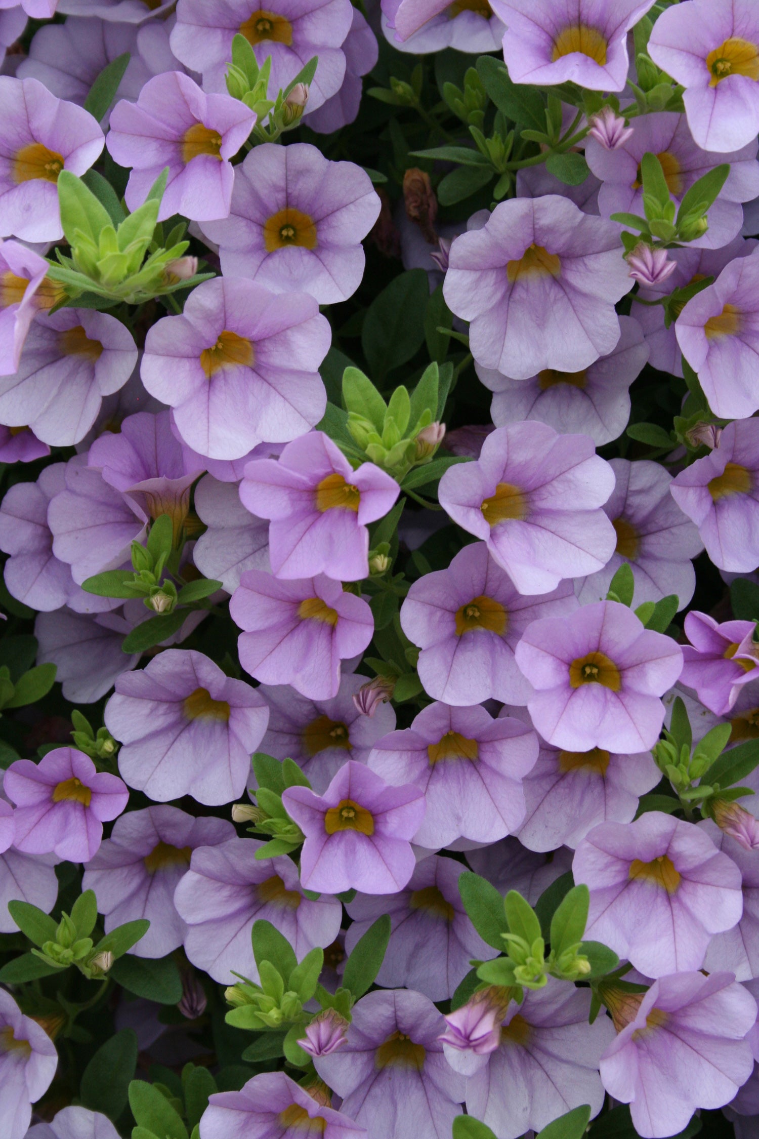Calibrachoa SUPERBELLS®