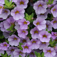 Load image into Gallery viewer, Calibrachoa SUPERBELLS®
