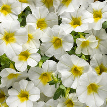 Load image into Gallery viewer, Calibrachoa SUPERBELLS®
